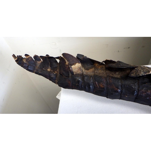 546 - An early 20thC Taxidermy Gharial Crocodile 170cm long AF