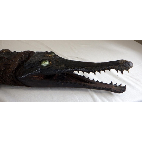 546 - An early 20thC Taxidermy Gharial Crocodile 170cm long AF