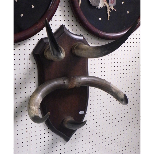 567 - An oak and horn coat rack 52cm x 40cm