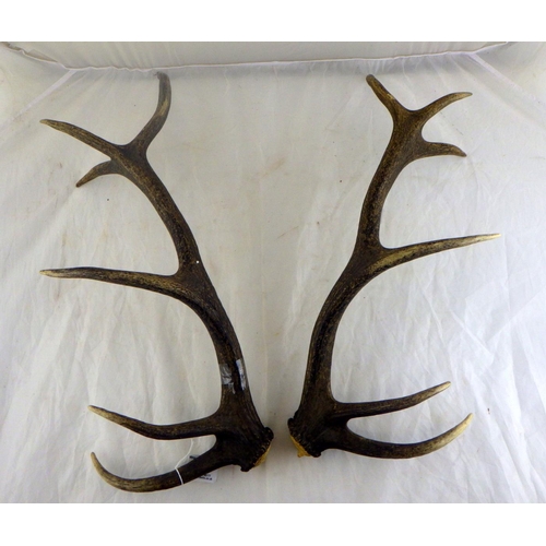 36 - Two deer antlers, not mounted