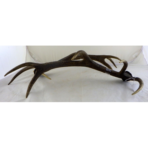 36 - Two deer antlers, not mounted