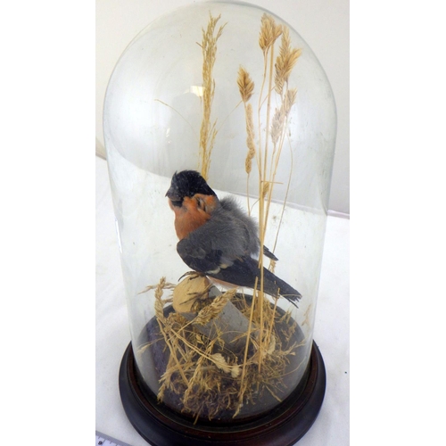 344 - A modern glass cased taxidermy finch 28cm tall