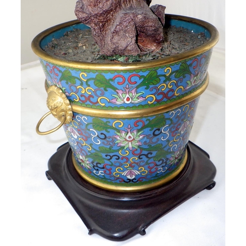 123 - A Chinese hardstone Peony tree presented in a cloisonné enamel flowerpot on a hardwood stand.  72cm ... 