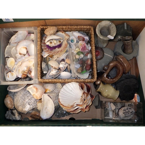 55 - A collection  of sea shells etc