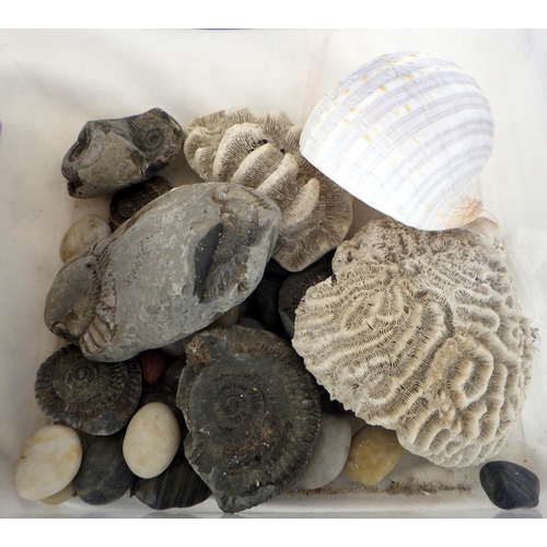 293 - Two boxes of misc shells, fossils etc (2)