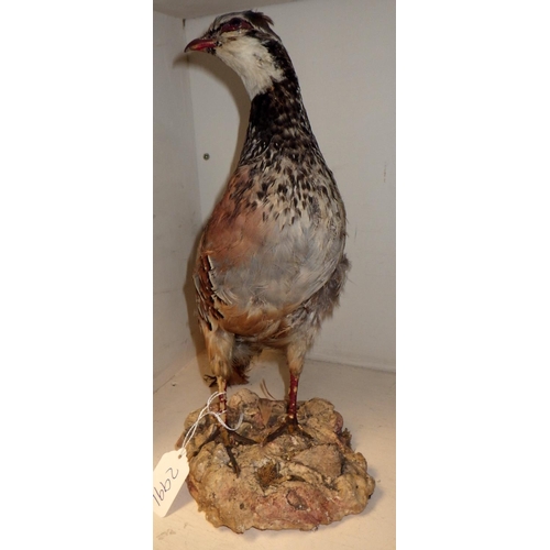 299 - Two early 20thC taxidermy birds