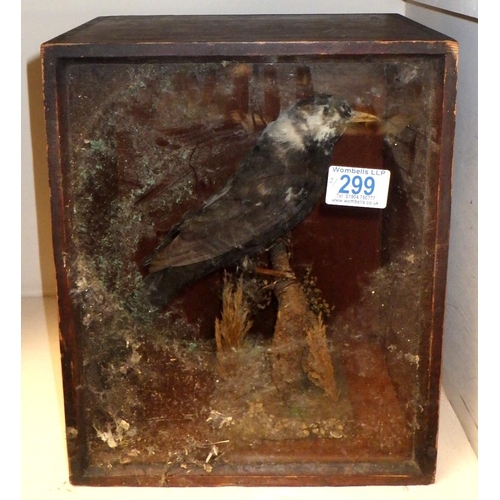 299 - Two early 20thC taxidermy birds