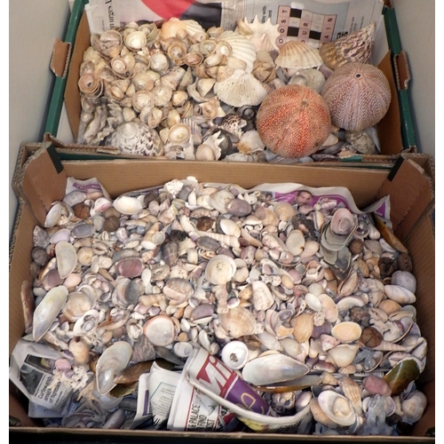 375 - Two boxes of misc shells (2)