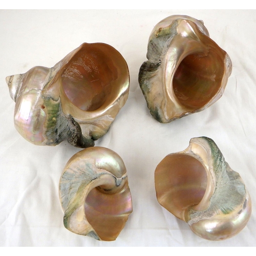 8 - Four sea shells (4)