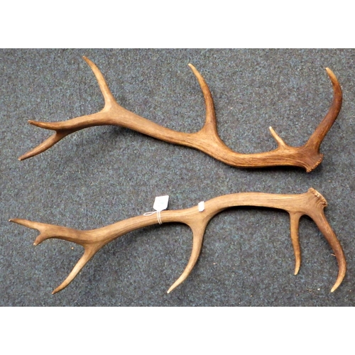 121 - A pair of antlers