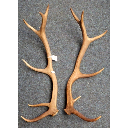 121 - A pair of antlers