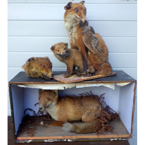 830 - A Group early 20thC taxidermy foxes etc  af