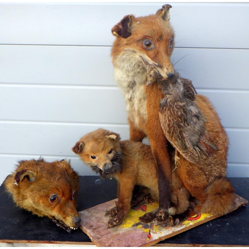 830 - A Group early 20thC taxidermy foxes etc  af