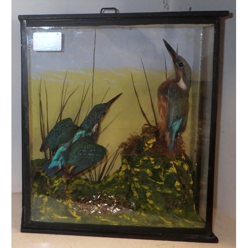 226 - A pair of taxidermy kingfishers, attributed verso as c1930.