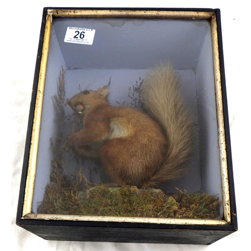 26 - A C Helstrip York taxidermy squirrel dated 1896 24 x 30cm