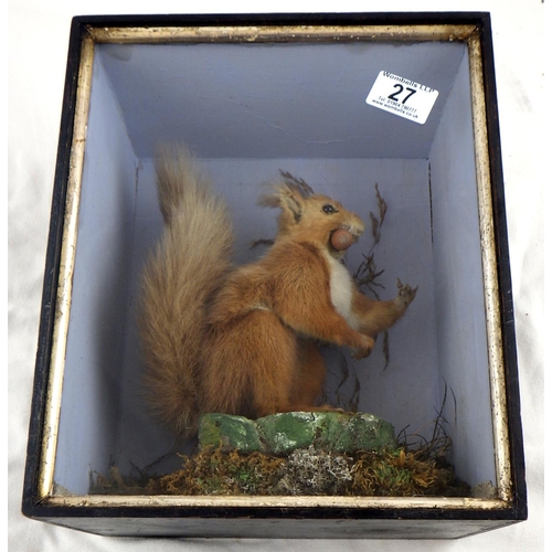 27 - A C Helstrip York taxidermy squirrel dated 1896 24 x 30cm