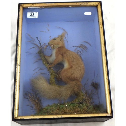 28 - A late 19thC C Helstrip York taxidermy squirrel 30 x 43cm