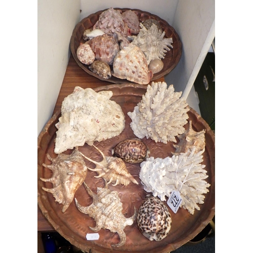 272 - A collection of misc shells on copper trays