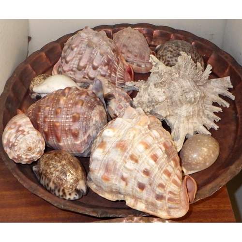 272 - A collection of misc shells on copper trays