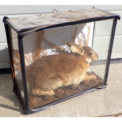 873 - A taxidermy rabbit, 37cm wide 31cm high