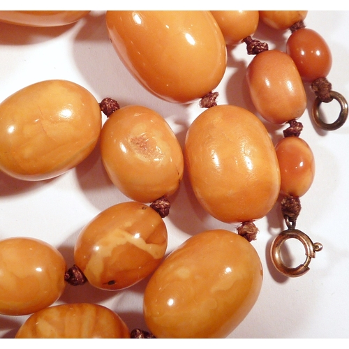 62 - A necklace of thirty seven graduated butterscotch amber beads.  Largest bead approximately 26 x  18m... 