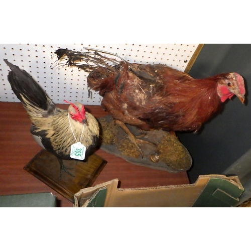 305 - Two taxidermy chickens AF