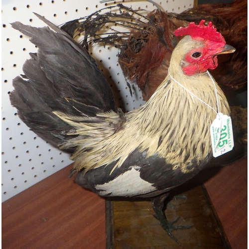 305 - Two taxidermy chickens AF