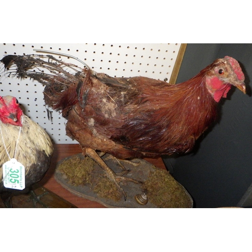 305 - Two taxidermy chickens AF