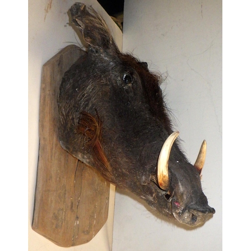 311 - A taxidermy Boar