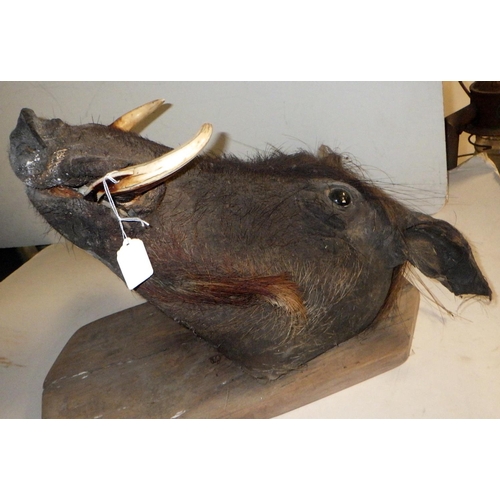 311 - A taxidermy Boar