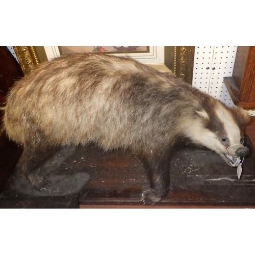 312 - A taxidermy Badger AF