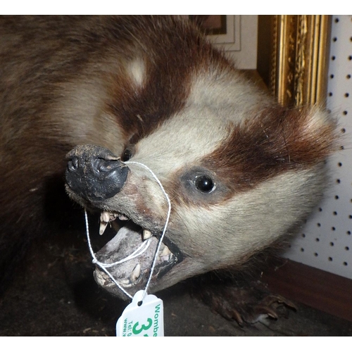 312 - A taxidermy Badger AF