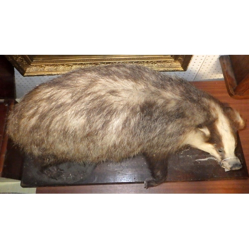 312 - A taxidermy Badger AF