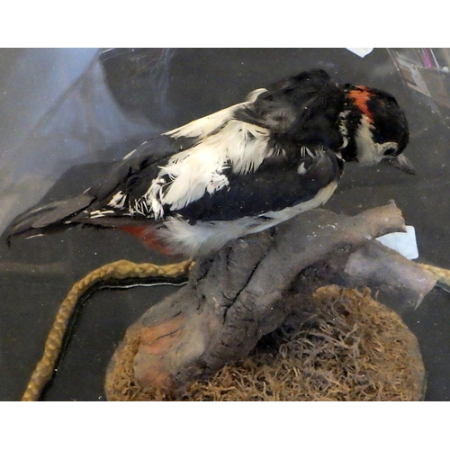 186 - An early 20thC taxidermy woodpecker in a domed case 30cm tall