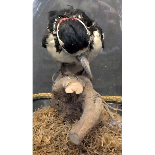 186 - An early 20thC taxidermy woodpecker in a domed case 30cm tall