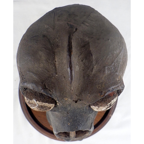 306 - A paper mache skull in a glass dome