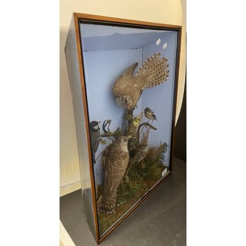 A Late Victorian cased diorama of taxidermy birds 48 x 60cm