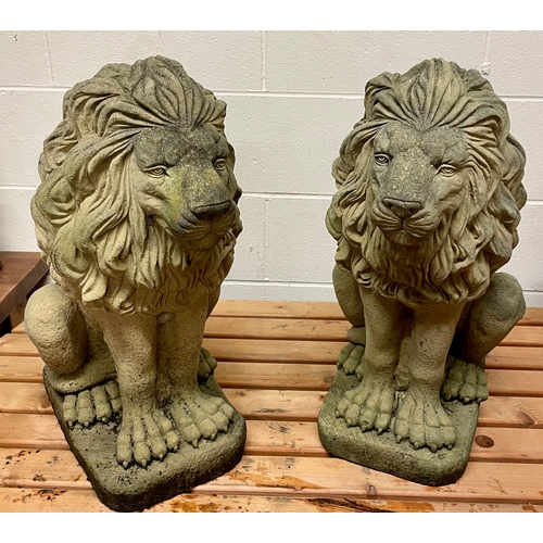 A pair of weathered concrete sitting lions 56cm high