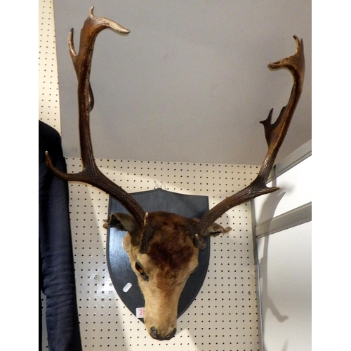 283 - A mounted taxidermy stag's head