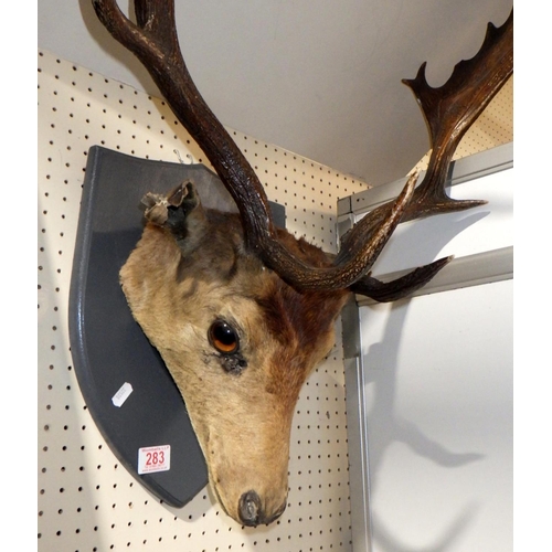 283 - A mounted taxidermy stag's head