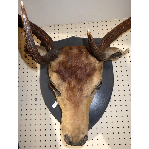 283 - A mounted taxidermy stag's head