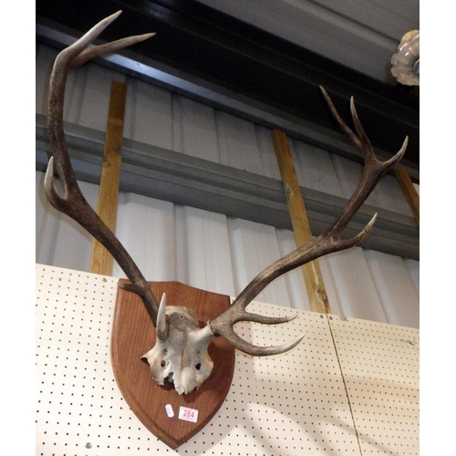 284 - A mounted taxidermy set of antlers