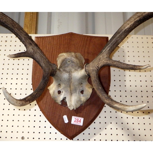 284 - A mounted taxidermy set of antlers