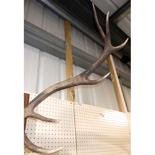 284 - A mounted taxidermy set of antlers