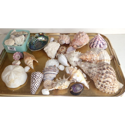 447 - A collection of specimen sea shells etc.