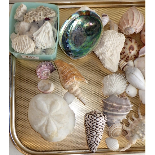 447 - A collection of specimen sea shells etc.
