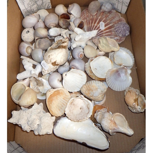 227 - A large qty of shells (3)