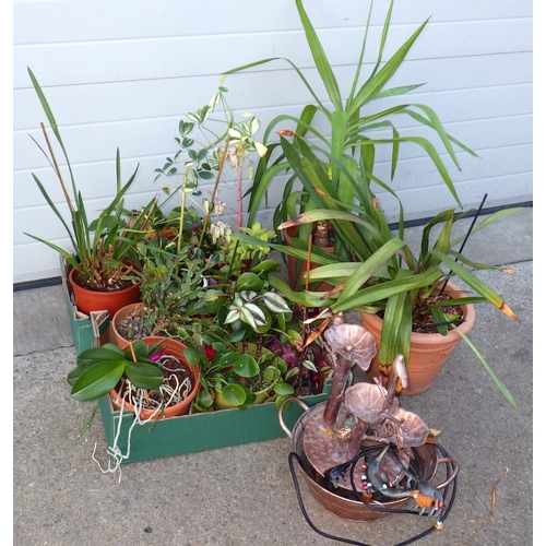 644 - A qty of interior plants and an internal water feature etc