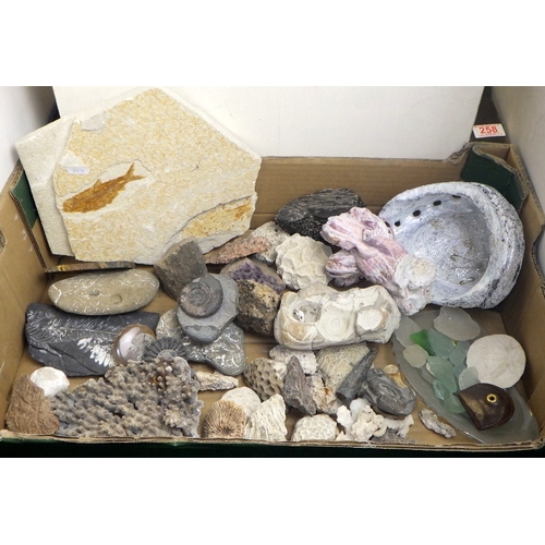 259 - A qty of fossils etc