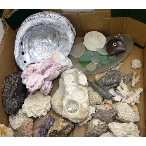 259 - A qty of fossils etc